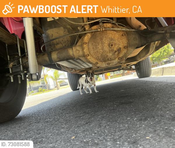 Found/Stray Male Dog last seen On mina and virginia ran into a backyard, Whittier, CA 90605