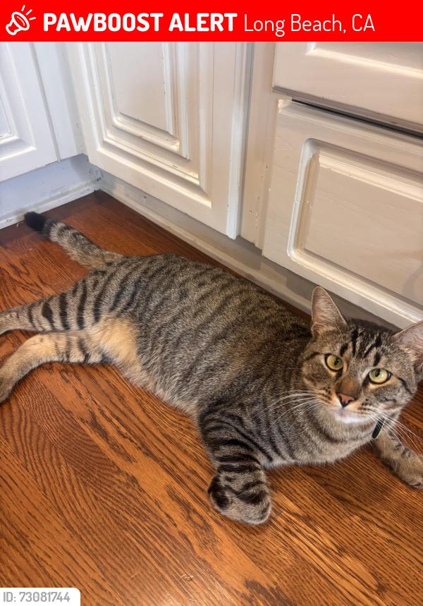 Lost Male Cat last seen Pacific Ave and chestnut, Long Beach, CA 90807
