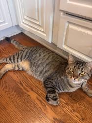 Lost Male Cat last seen Pacific Ave and chestnut, Long Beach, CA 90807