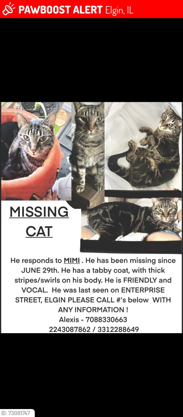 Lost Male Cat last seen Hill ave, Elgin, IL 60120