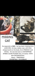 Lost Male Cat last seen Hill ave, Elgin, IL 60120