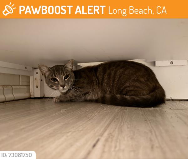 Found/Stray Male Cat last seen Daisy and 7th, Long Beach, CA 90802