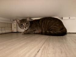 Found/Stray Male Cat last seen Daisy and 7th, Long Beach, CA 90802
