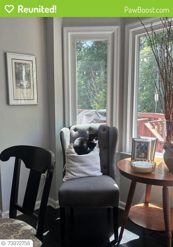 Reunited Female Cat last seen Harvest court, Centreville, VA 20120