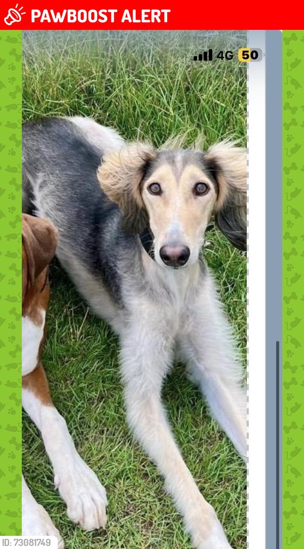 Lost Female Dog last seen Merebank Close, Surrey, England RH9 8AD