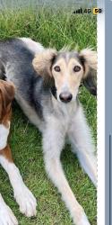 Lost Female Dog last seen Merebank Close, Surrey, England RH9 8AD