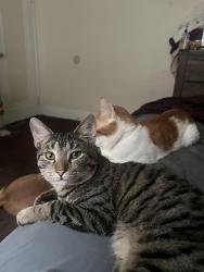 Lost Male Cat last seen Kinsman road, Cleveland, OH 44120