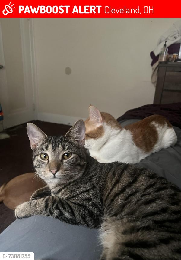 Lost Male Cat last seen Kinsman road, Cleveland, OH 44120