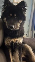 Lost Male Dog last seen Rutherfordton, Spindale, NC 28160