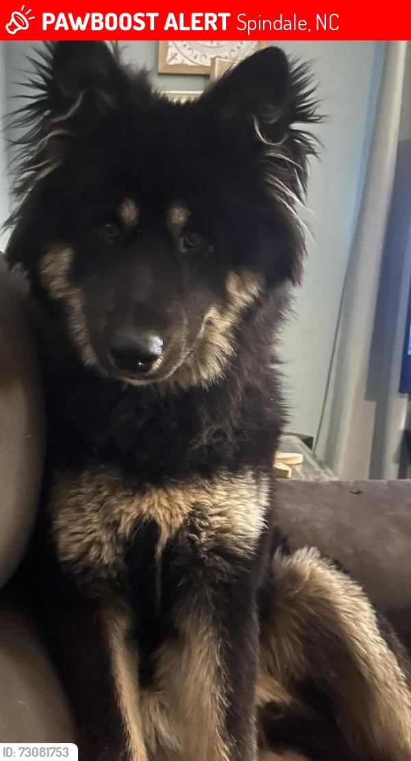 Lost Male Dog last seen Rutherfordton, Spindale, NC 28160