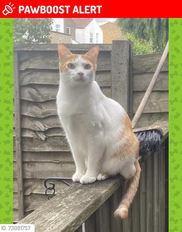Lost Male Cat last seen Kenmure Road Hackney , Greater London, England E8 1JU
