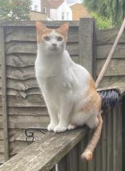 Lost Male Cat last seen Kenmure Road Hackney , Greater London, England E8 1JU