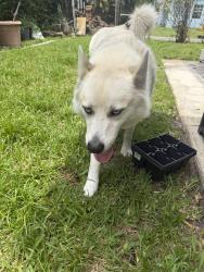 Found/Stray Male Dog last seen NE 174th and 20th Ave, North Miami Beach, FL 33162