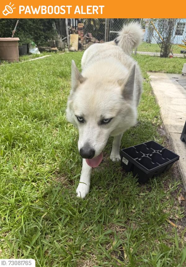 Found/Stray Male Dog last seen NE 174th and 20th Ave, North Miami Beach, FL 33162