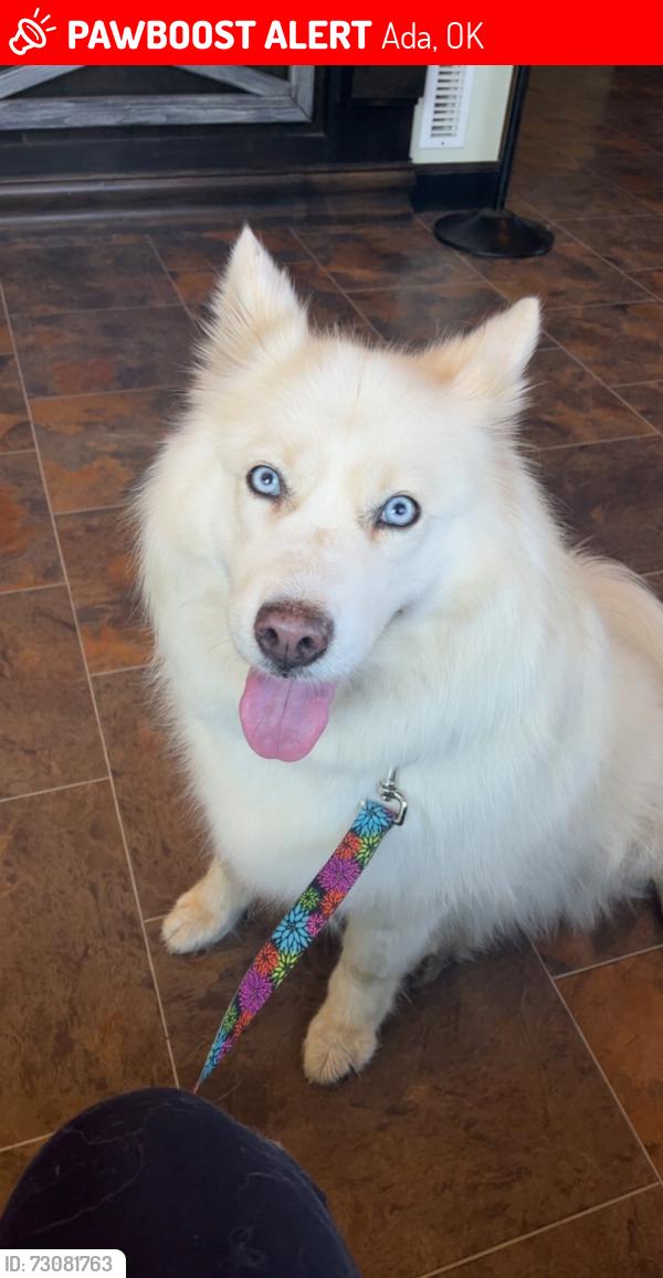 Lost Female Dog last seen Latta Public Schools, Ada, OK 74820
