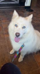 Lost Female Dog last seen Latta Public Schools, Ada, OK 74820