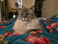 Lost Female Cat last seen NW Flanders and NW 23rd, Portland, OR 97209