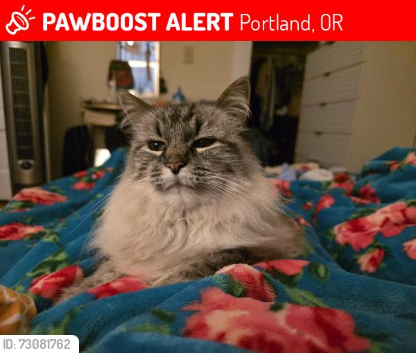 Lost Female Cat last seen NW Flanders and NW 23rd, Portland, OR 97209