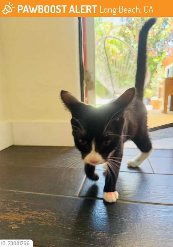Found/Stray Unknown Cat last seen 21st and Eucalyptus Ave, Long Beach, CA 90806