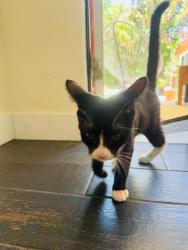 Found/Stray Unknown Cat last seen 21st and Eucalyptus Ave, Long Beach, CA 90806