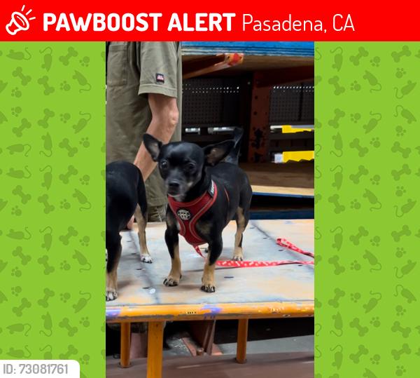 Lost Female Dog last seen Walnut, Pasadena, CA 91107
