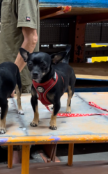 Lost Female Dog last seen Walnut, Pasadena, CA 91107