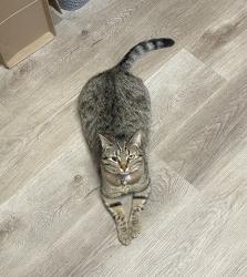 Lost Female Cat last seen May have wandered to Chockcherry Lane or Chockcherry Court, Lewisville, NC 27023