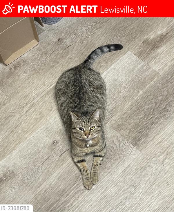 Lost Female Cat last seen May have wandered to Chockcherry Lane or Chockcherry Court, Lewisville, NC 27023