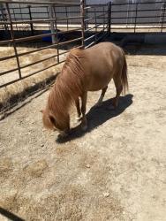Shelter Stray Female Livestock last seen Near BLOCK HERITAGE WAY, CALIENTE CA 93518, 3951 Fruitvale Ave, Bakersfield, CA 93308, USA