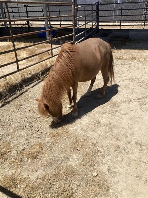 Shelter Stray Female Livestock last seen Near BLOCK HERITAGE WAY, CALIENTE CA 93518, 3951 Fruitvale Ave, Bakersfield, CA 93308, USA