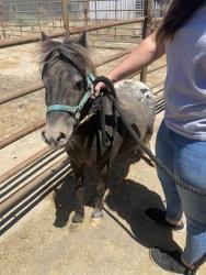 Shelter Stray Male Livestock last seen Near BLOCK HERITAGE WAY, CALIENTE CA 93518, 3951 Fruitvale Ave, Bakersfield, CA 93308, USA