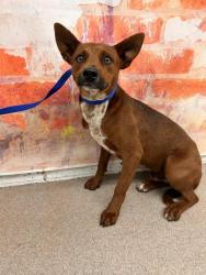 Shelter Stray Male Dog last seen Near BLOCK N SPRUCE AVE, 333 Chandler Pl, San Bernardino, CA 92408, USA