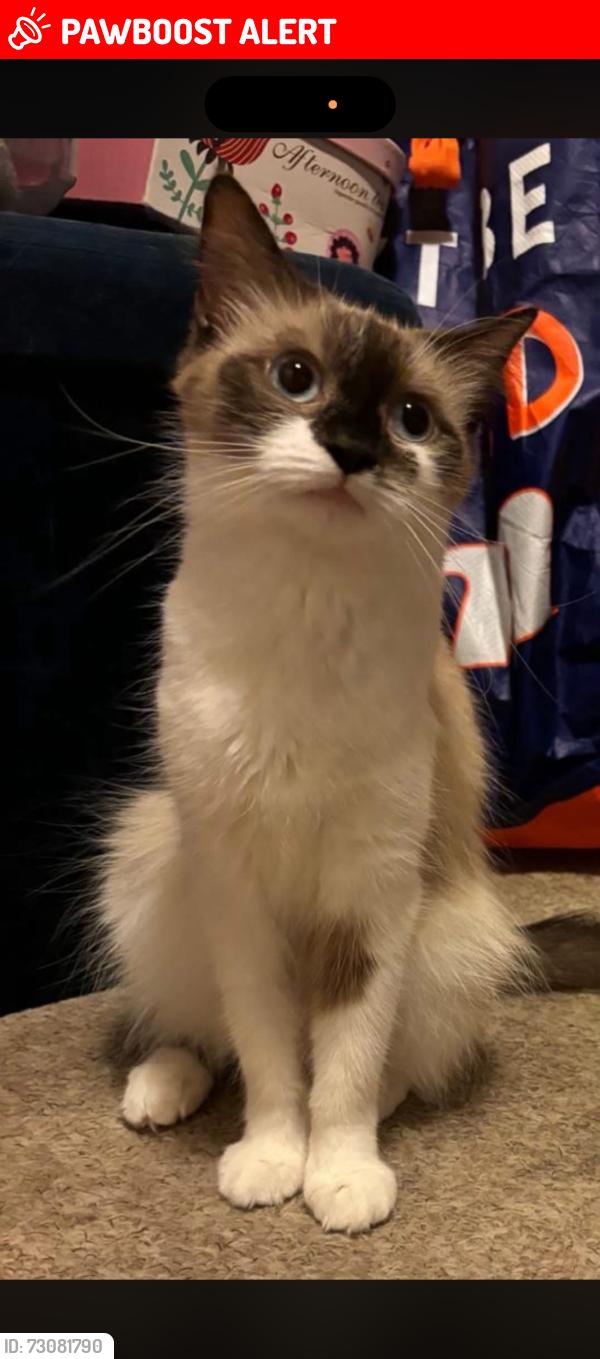 Lost Female Cat last seen Whitethorn avenue , Greater London, England UB7