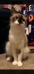 Lost Female Cat last seen Whitethorn avenue , Greater London, England UB7