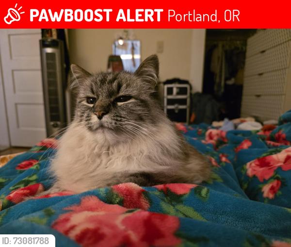 Lost Female Cat last seen NW Flanders and NW 23rd, Portland, OR 97210