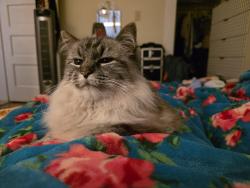 Lost Female Cat last seen NW Flanders and NW 23rd, Portland, OR 97210