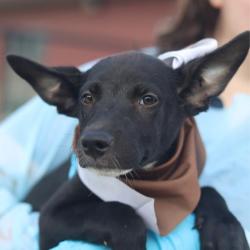 Shelter Stray Female Dog last seen Near BLOCK W KINGS HWY, 4710 TX-151, San Antonio, TX 78227, USA