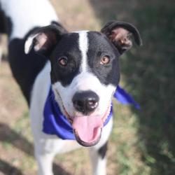 Shelter Stray Male Dog last seen Near BLOCK CANAVAN, 4710 TX-151, San Antonio, TX 78227, USA