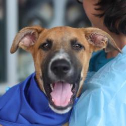 Shelter Stray Male Dog last seen EFRON, 4710 TX-151, San Antonio, TX 78227, USA