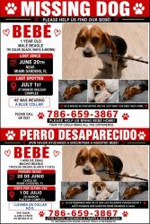 Lost Male Dog last seen Manor Hialeah Complex, Hialeah, FL 33014