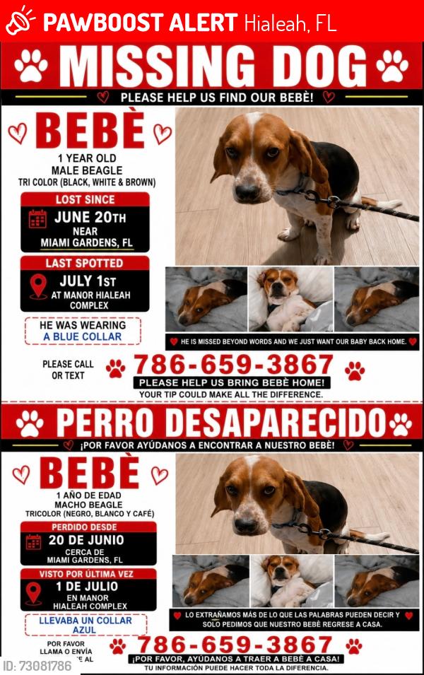 Lost Male Dog last seen Manor Hialeah Complex, Hialeah, FL 33014