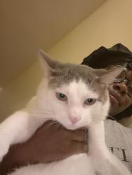 Lost Female Cat last seen Princeton Ave, Trenton NJ, Trenton, NJ 08638