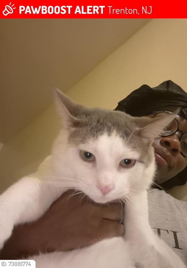 Lost Female Cat last seen Princeton Ave, Trenton NJ, Trenton, NJ 08638