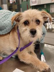 Shelter Stray Female Dog last seen GRAND AND 7TH, SAN JACINTO, 581 S Grand Ave, San Jacinto, CA 92582, USA