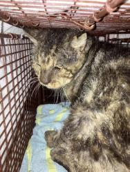 Shelter Stray Male Cat last seen Near BLK E LURAY ST, LONG BEACH, CA 90807, 7700 E Spring St, Long Beach, CA 90815, USA