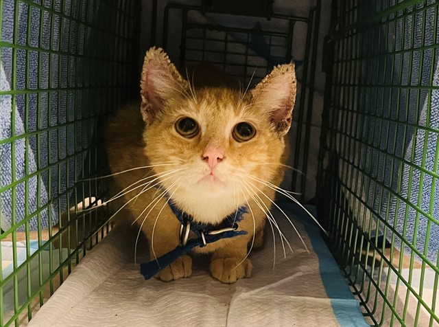 Shelter Stray Male Cat last seen KISMIT ALTOONA, 12280 County Rd 448, Tavares, FL 32778, USA