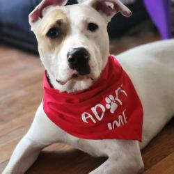 Shelter Stray Male Dog last seen Near BLOCK NORTHWESTERN PARKWAY, 3528 Newburg Rd, Louisville, KY 40218, USA