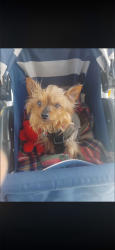 Lost Female Dog last seen Like square, Openshaw, England M11 1DA