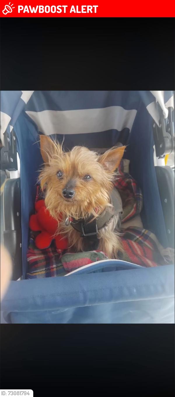 Lost Female Dog last seen Like square, Openshaw, England M11 1DA