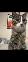 Reunited Female Cat last seen Seaton road Stamford Ct, Stamford, CT 06902